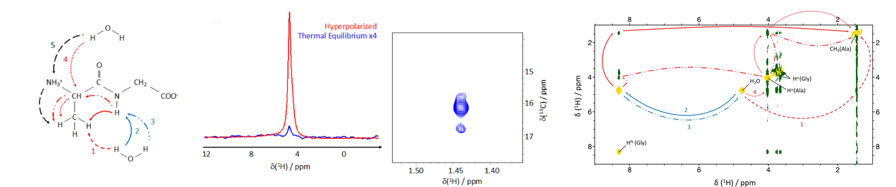 Hyperpolarized nuclear Overhauser enhancement of alanine methyl groups by doubly relayed proton exchange